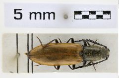 Foto (Dorsalansicht) von Anostirus nerii (NHMW-ZOO-COL-0008652)